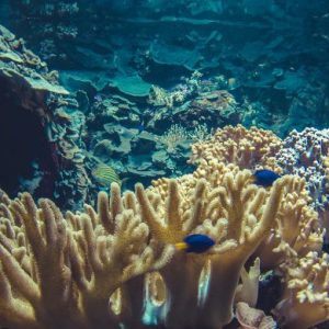 Small Coral Reef Ecosystem