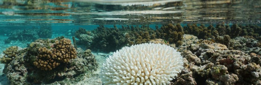 Bleached Acropora coral El Nino Pacific ocean